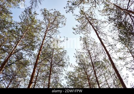 Vue de dessous de l'ancien grand contrefort dans la forêt à feuilles persistantes. Ciel bleu en arrière-plan. Vue à angle bas des arbres dans la forêt, fond naturel Banque D'Images