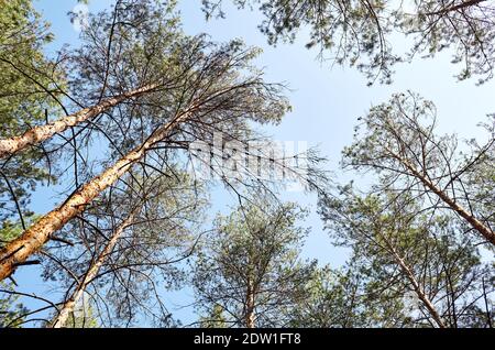 Vue de dessous de l'ancien grand contrefort dans la forêt à feuilles persistantes. Ciel bleu en arrière-plan. Vue à angle bas des arbres dans la forêt, fond naturel Banque D'Images