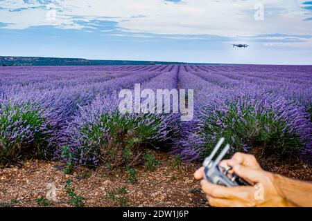 Drone dans champ de fleurs de lavande Banque D'Images