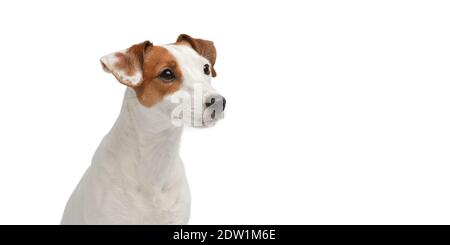Chien blanc et rouge assis et regarde loin. Portrait de chien sur fond blanc. Banque D'Images