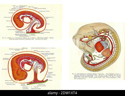 Étapes du développement fœtal humain à partir d'un manuel d'anatomie du début du XXe siècle, hors droit d'auteur Banque D'Images