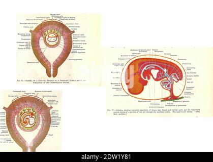 Étapes du développement fœtal humain à partir d'un manuel d'anatomie du début du XXe siècle, hors droit d'auteur Banque D'Images