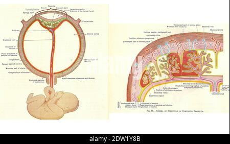 Étapes du développement fœtal humain à partir d'un manuel d'anatomie du début du XXe siècle, hors droit d'auteur Banque D'Images