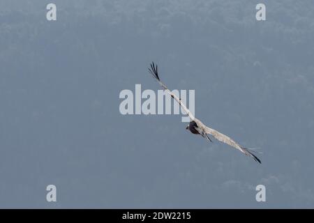 Vautour fauve (Gyps fulvus) Banque D'Images