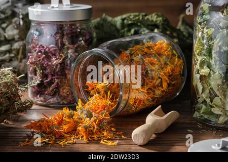 Pot en verre de fleurs de calendula sèches pour faire des tisanes, bocaux de diverses herbes saines - fleurs de conevers, fleurs de tilleul, framboises et livés de cassis Banque D'Images