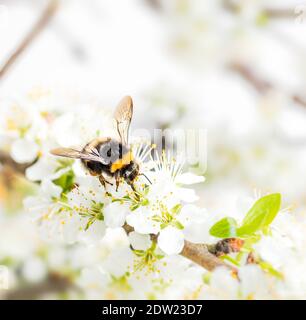 Bourdon sur fleur de pomme avec pollen Banque D'Images