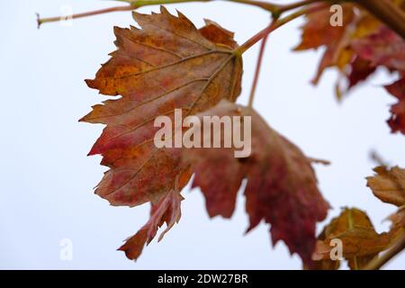 Feuilles de raisin séchées et flétrisées avec un temps couvert et un fond nuageux à Bursa, en Turquie. Banque D'Images