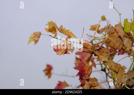 Feuilles de raisin séchées et flétrisées avec un temps couvert et un fond nuageux à Bursa, en Turquie. Banque D'Images