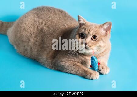 Un chat de Shorthair britannique de couleur pêche joue avec une souris sur fond bleu. Vue sur le côté Banque D'Images
