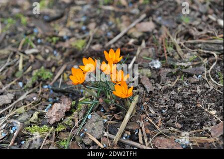 Crocus Orange Monarch fleurit dans un jardin en mars Banque D'Images