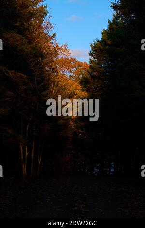 En fin d'après-midi, la lumière du soleil brille d'or sur les sommets des arbres dans une plantation pendant l'automne, couleur d'automne. À Surry, Maine. Banque D'Images