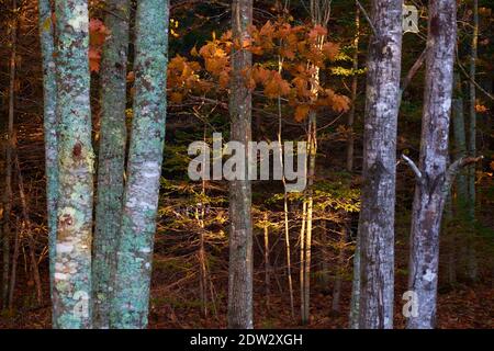 En fin d'après-midi, la lumière du soleil brille d'or sur quelques arbres dans un bosquet pendant l'automne, couleur d'automne. À Surry, Maine. Banque D'Images