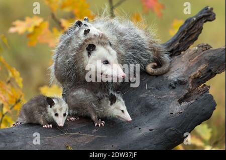 Virginia opossum (Didelphis virginiana) La famille se tourne vers la droite au sommet de Log Autumn - animaux captifs Banque D'Images