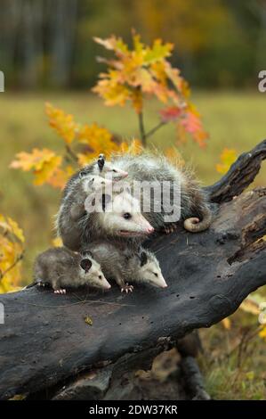 Virginia opossum (Didelphis virginiana) Toute la famille a droit au sommet de Log Autumn - animaux captifs Banque D'Images