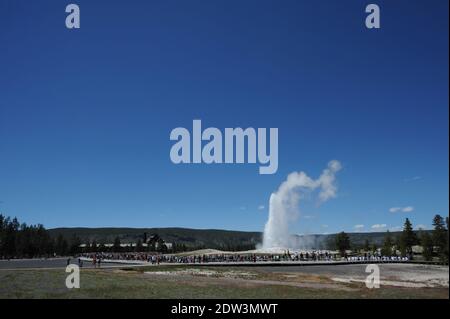 Une vue de l'ancien geyser fidèle dans le parc national de Yellowstone, WY, USA, prise en juin 2013. Dans les jours qui ont suivi un tremblement de terre de magnitude 4.8 dans le parc national de Yellowstone, de nombreux blogueurs et touristes ont exprimé des inquiétudes au sujet de grandes quantités d'animaux quittant la région. La possibilité d'éruption du volcan sous le parc national de Yellowstone est un sujet chaud en ce moment. Le volcan sous le parc est si grand et a le potentiel de produire une éruption si massive qu'il est souvent appelé un super volcan. Les tremblements de terre sont fréquents dans la région, avec entre 1,000 et 2,000 tremblements dans le ar Banque D'Images