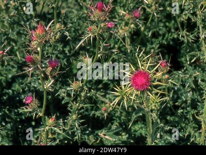 Silybum marianum dans la nature gros plan (scanné à partir de Fujichrome Provia) Banque D'Images