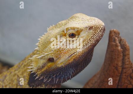 reptile pogona sur le sol en profil Banque D'Images