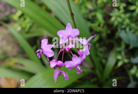 Une fleur d'orchidée de couleur pourpre et plusieurs bourgeons d'orchidées maison jardin Banque D'Images