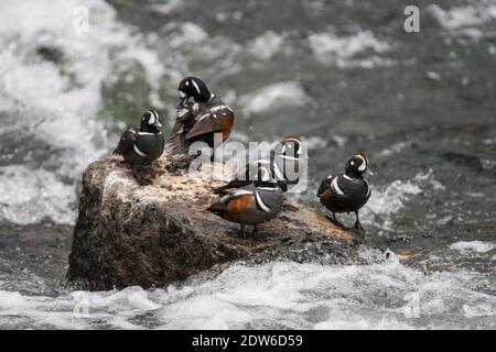 Cinq arlequins plongeurs sur une roche, un élagage, le Hardy rapides, Yellowstone River, parc national de Yellowstone, États-Unis Banque D'Images