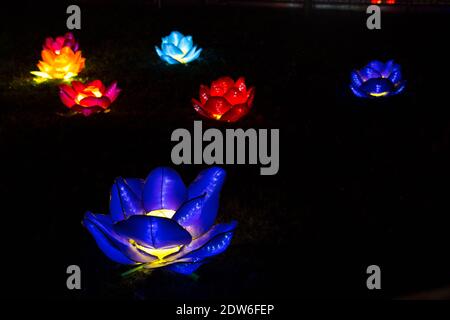 Festival des lanternes chinoises à Limanski Park, Novi Sad, Serbie. Gros plan de fleurs de nénuphars bleutées avec des nénuphars flous de différentes couleurs. Banque D'Images