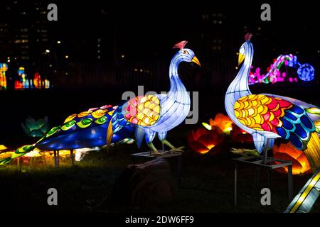 Gros plan des installations de lumière de deux paons colorés au Festival chinois des lumières dans le Parc de Limanski à Novi Sad, Serbie. Lumière artistique . Banque D'Images
