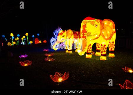 Scène d'installations lumineuses d'éléphants, de fleurs et de champignons au Festival chinois des lumières de Limanski Park à Novi Sad, Serbie. Banque D'Images