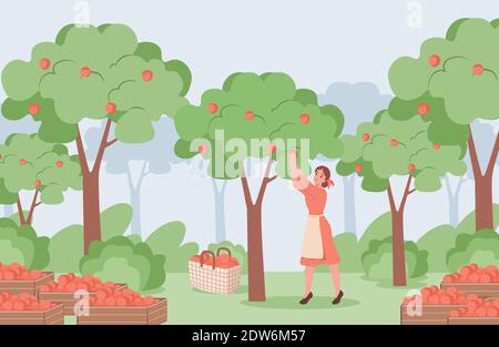Jeune femme en robe rouge et tablier blanc cueillant des pommes mûres rouges à partir de pommiers illustration vectorielle plate. Jardin de pommes avec arbres et boîtes avec pomme, concept de récolte d'été. Illustration de Vecteur