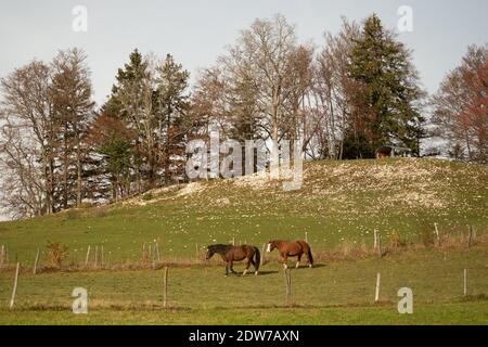 Deux chevaux sur un pré dans les montagnes du jura suisse un beau jour d'automne Banque D'Images