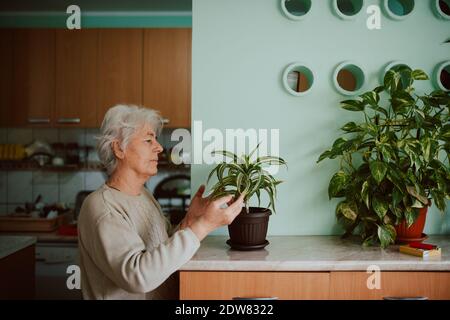 Vue latérale d'une vieille femme âgée qui fait la ménage dans une casserole. Grand-mère à la retraite et plantes de maison Banque D'Images