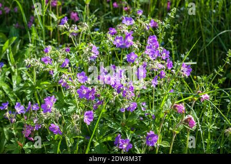 Crane-Bill, Ängsnäva (Geranium pratense) Banque D'Images