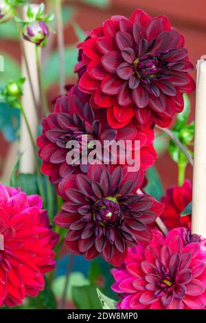 'Arabian Night' formel Dahlia décoratif, Dekoratifdahlia (Dahlia x hortensis) Banque D'Images