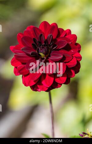 'Arabian Night' formel Dahlia décoratif, Dekoratifdahlia (Dahlia x hortensis) Banque D'Images