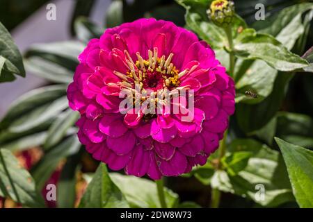 Zinnia, Zinnia (Zinnia elegans) Banque D'Images