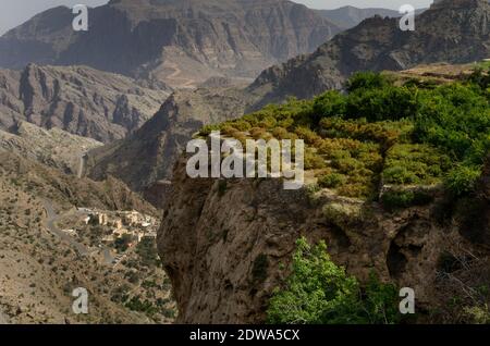 Les montagnes verdoyantes du nom de Jebel Akhdar de la chaîne de montagnes de Hajar, l'intérieur dur de l'Oman, abrite la récolte traditionnelle de roses et l'élevage de fruits.souvent négligée comme une destination de voyage potentielle et pourtant sa riche histoire et sa culture vieille de plusieurs siècles qui a tant à offrir. Oman est un paysage incroyablement diversifié de wades tropicales bordées de palmiers, de déserts isolés et de montagnes verdoyantes en terrasse, de Souks prospères et de l'un des peuples les plus accueillants de la région du golfe Arabo-Persique et doit mériter une attention supplémentaire. Banque D'Images