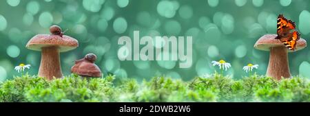 Escargots et papillons assis sur des champignons porcini, arrière-plan large défoqué. Mise au point sélective, design artistique Banque D'Images