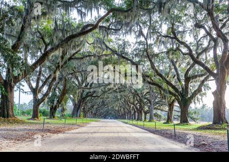 L'avenue abritée par des chênes vivants et de la mousse espagnole dans le site historique de Wormsloe à Savannah, Géorgie, États-Unis. Banque D'Images