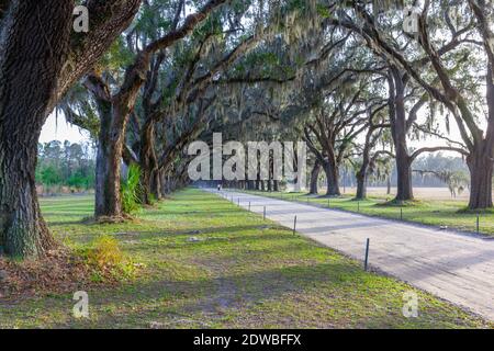 L'avenue abritée par des chênes vivants et de la mousse espagnole dans le site historique de Wormsloe à Savannah, Géorgie, États-Unis. Banque D'Images