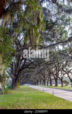 L'avenue abritée par des chênes vivants et de la mousse espagnole dans le site historique de Wormsloe à Savannah, Géorgie, États-Unis. Banque D'Images