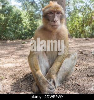 Le jeune singe de Barbarie Macaque est assis sur le sol dans la forêt de cèdres de la chaîne du Mid Atlas Azrou, Maroc Banque D'Images