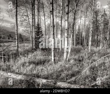 Bosquet d'Aspen dans le parc national du Grand Teton, à Granite Canyon Trailhead Banque D'Images