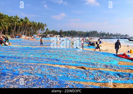 Le village de Jade Taw est situé au sud de la plage de Ngapali en Birmanie. Ici, les locaux attrapent de petits poissons appelés nge ni Tu par des milliards, les sèchent et les vendent. Banque D'Images