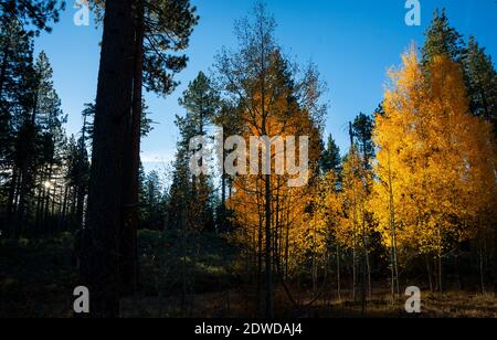 En automne, Lake Tahoe, Californie Banque D'Images