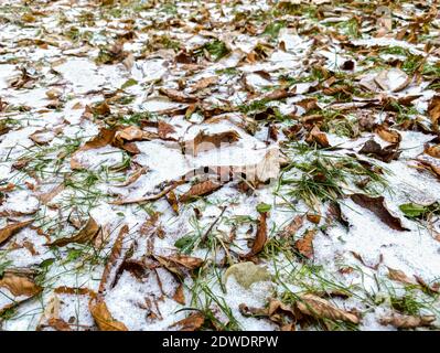 feuilles d'automne séchées, brunes et tombées, recouvertes de neige au sol. fond naturel Banque D'Images