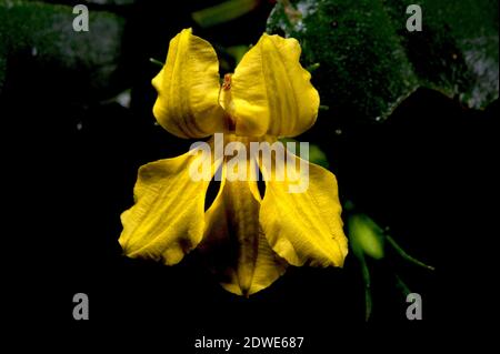 Hop Goodenia (Goodenia Ovata) n'a rien à voir avec le houblon dans la bière - c'est un arbuste australien commun avec des fleurs jaunes la plupart de l'année. Banque D'Images