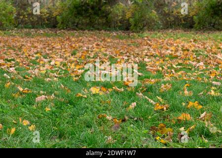 Les feuilles jaunes tombent des arbres sur l'herbe verte Banque D'Images