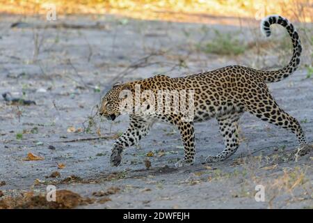 léopard d'afrique du sud marchant sur la rive de la rivière, Chobe, Panthera pardus, parc national de Chobe, Botswana, faune d'Afrique Banque D'Images