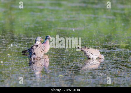 Pigeon de bois sauvage ou Palumbus de Columba dans l'eau de l'étang. Banque D'Images