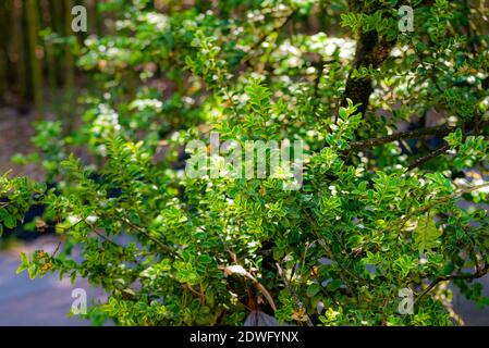 Buxus sempervirens buisson - détails et texture sur les feuilles. Banque D'Images