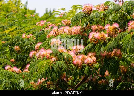 Gros plan : fleurs de lilas et feuilles d'Albizia Lankaran. Banque D'Images