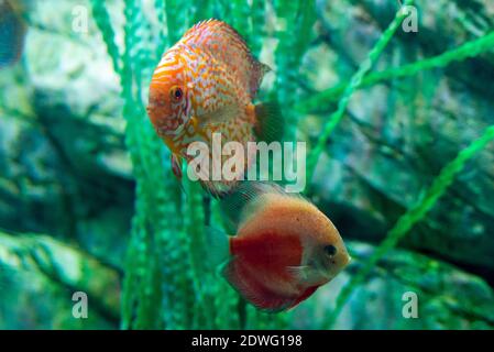 Poissons d'aquarium d'eau douce symphysodon Discus ou Symphysodon. Banque D'Images